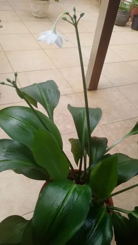 Desapego de planta