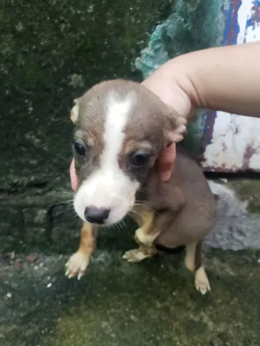Doação de cachorro