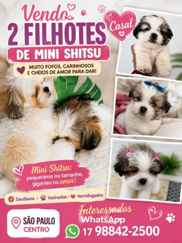 VENDE SE FILHOTES SHITSU