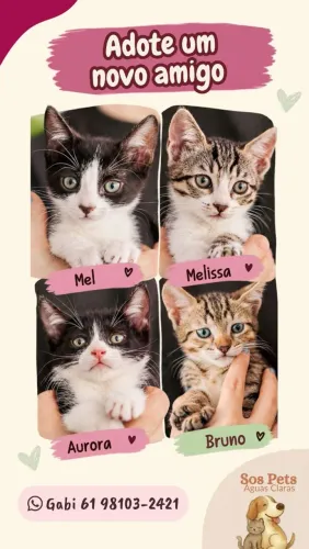 Gatinhos para adoção