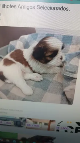 Lhasa Apso Filhotes Divertidos. 