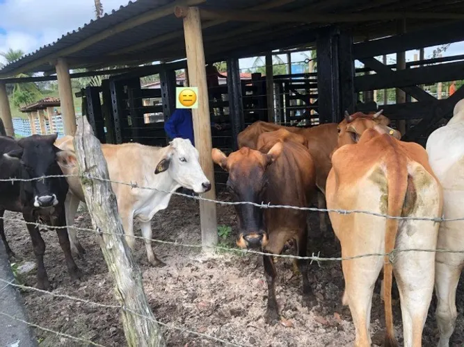 Lote com 05 bovinos - Promoção