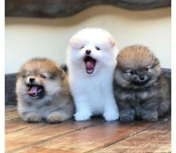 Spitz alemão os mais fofos