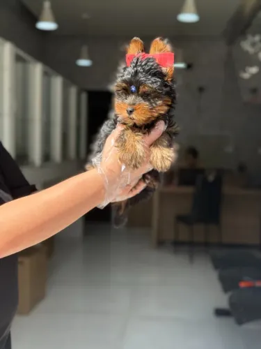 Yorkshire de Luxo com Garantia e Pós-venda Personalizada