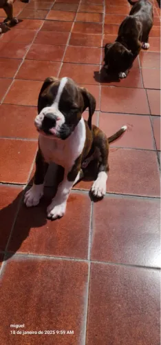Boxer Filhote Vacinado e Vermifugado 