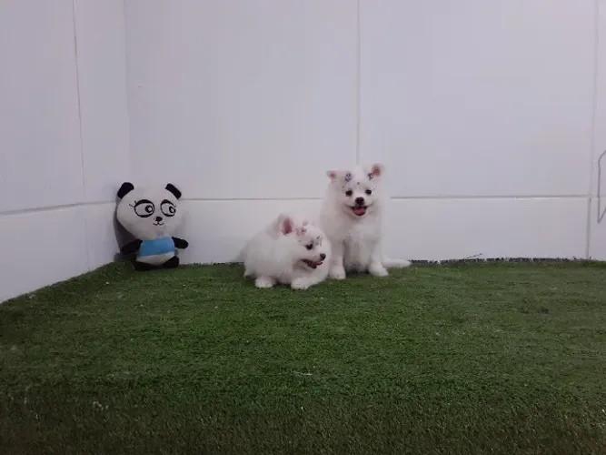 Lindos Lulu da Pomerania anão com procêdencia - macho e fêmea