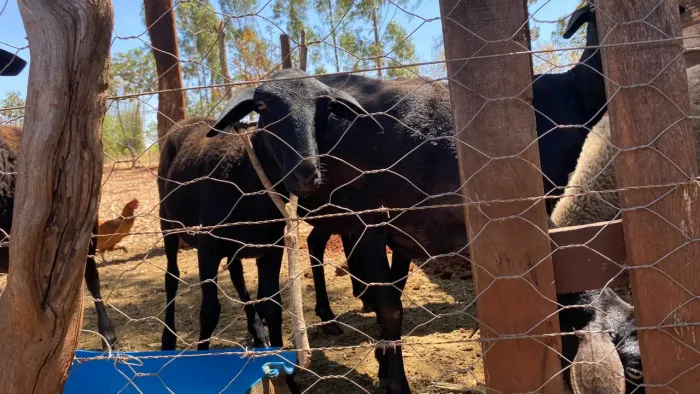 Ovelhas para criação