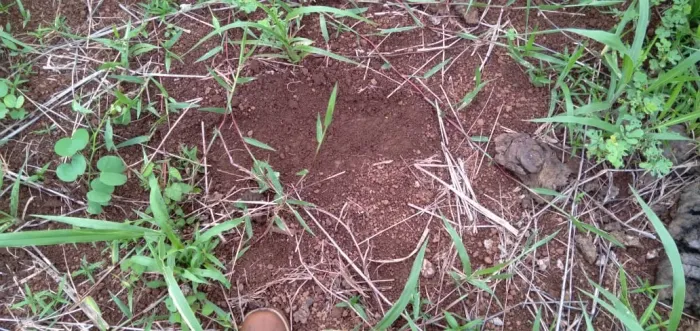Fazenda 187 Alq planta talhão só sem árvore