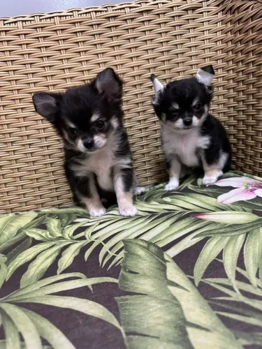 CHIHUAHUA -Delicadeza e companheirismo