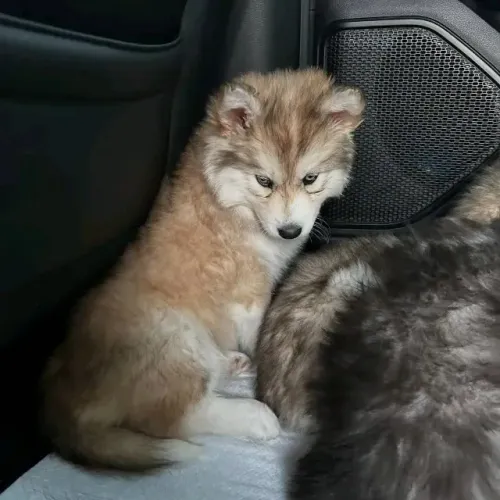 Filhotes de Husky Siberiano | Lindos e super sociáveis!
