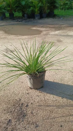 PLANTA AGAVE PALITO