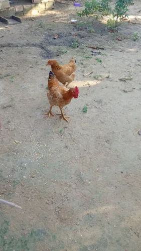 Aves
