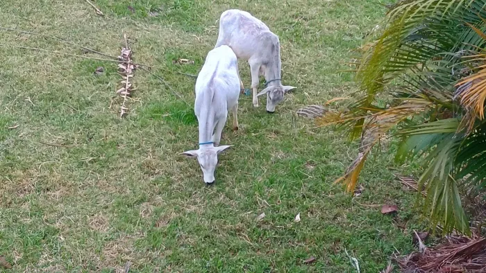 Vendo terneiro..