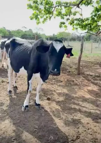 Vendo 4 vacas leiteiras ótima genética 