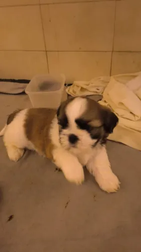 Lindos filhotes de shih tzu