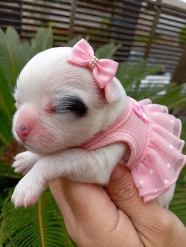 Lhasa apso para reserva fêmea