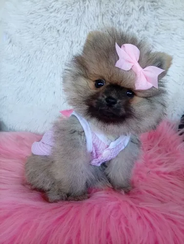 Lulu da Pomerânia