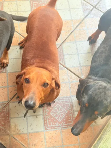 Doação Responsável - Dachshund (Salsicha)