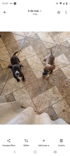 Doa se cachorros