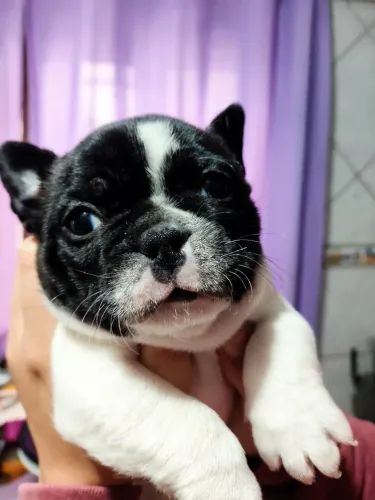 Filhote fêmea Bulldog Francês 