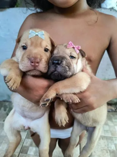 Sharpei filhotes