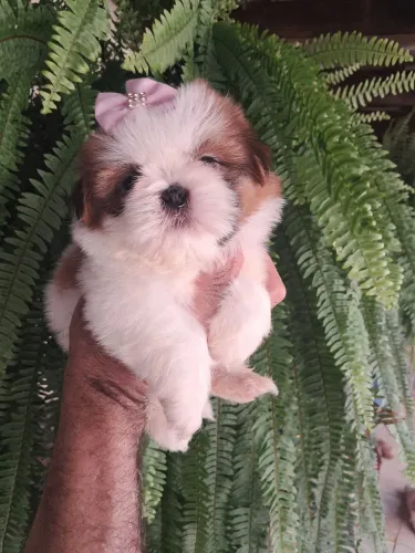 Shihtzus mini temos femea e machinhos baby face