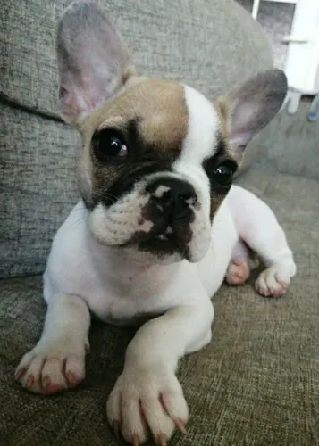 Bulldogue Francês - Uma Companhia Que Cresce Junto Com Você