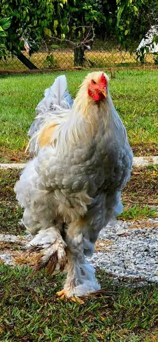 Galo Brahma Isabela raridade.