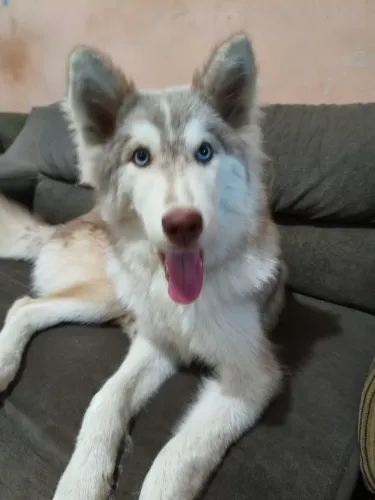 Husky siberiano