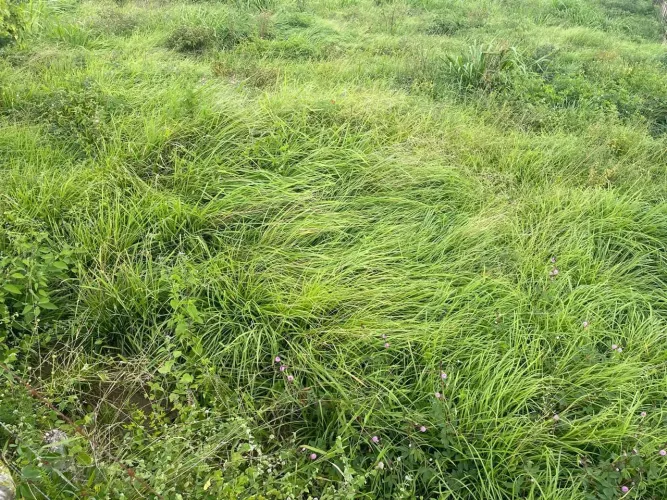 Belíssima fazenda de 165t,pista, 25 baias' galpão, casa de gerente' boas aguadase pastagem
