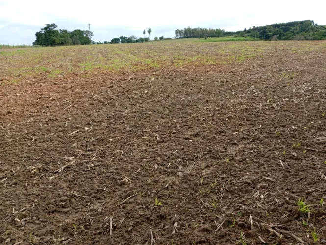 Sitio 3 alqueires em tatui Terra vermelha Valor 1.000,000,00