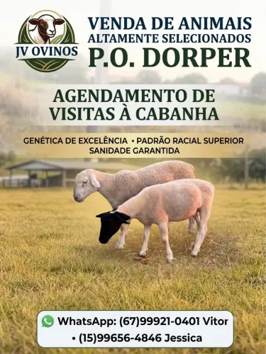 Vendas de animais P.O Dorper 