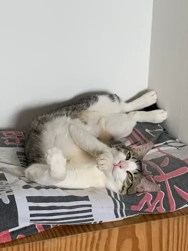Doação gato macho 