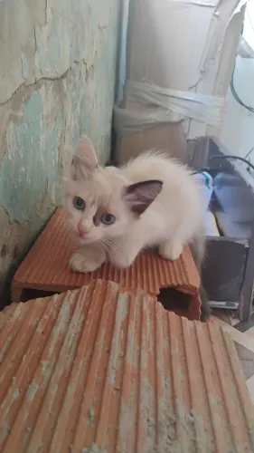Doa-se gato fêmea 