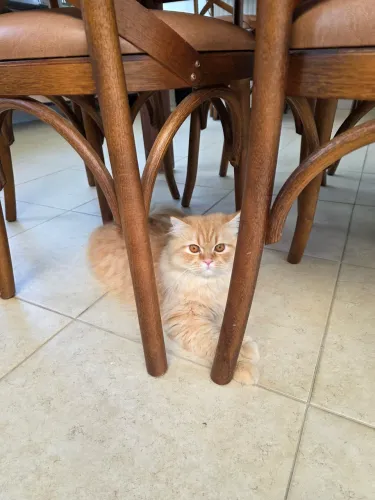 Gato Persa lindíssimo, olhos cor de mel, muito amoroso
