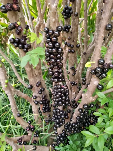 Serviços de jardinagem 