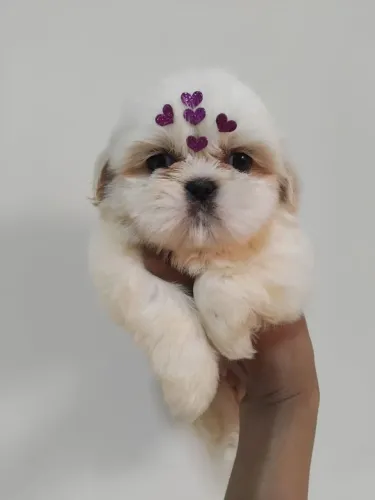Shihtzu machos legítimos