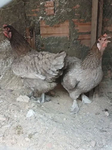 Galinhas Brahma