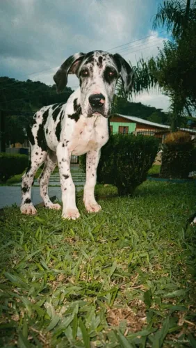 Lindo filhote de Dogue Alemão 