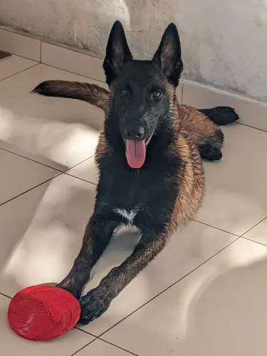 Pastor Belga Malinois com registro 