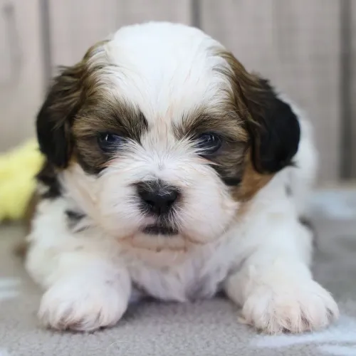 Lhasa Apso/ Filhotes carinhoso 