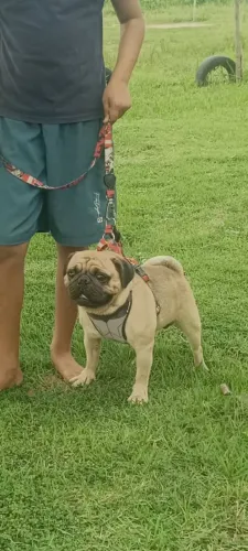 Vendo cachorro da raça Pug adulto reprodutor e cruzador preço a negociar 