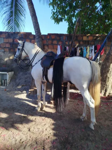 Cavalo tordilho 