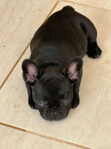 BULLDOG FRANCES FEMEA