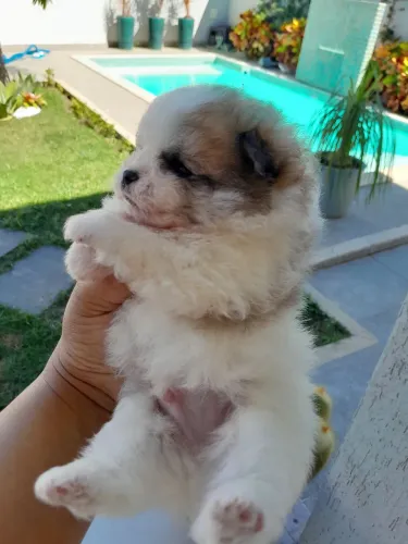 Lulu da pomerania macho ( spitz alemão anão) Sangue puro com certificado de pedigree 