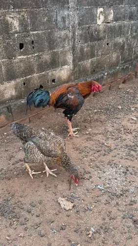 Casal de galinha