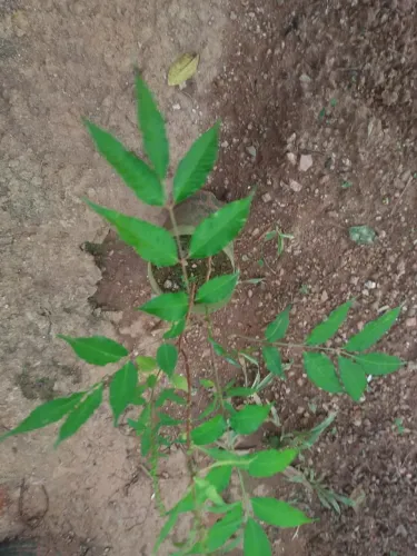 Vendo mudas de cajamanga 10 reais cada