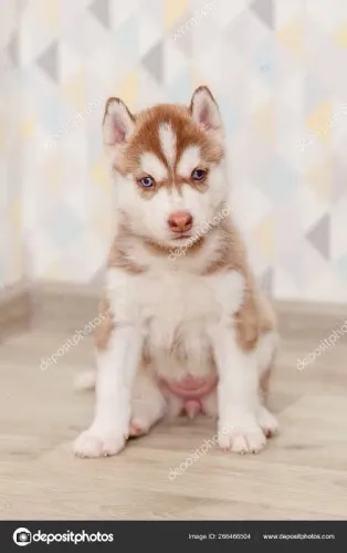 Husky wolly lindos e perfeitos 