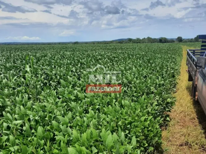 Fazenda 250 Alqueires (1.210 Hectares) Goianorte - GO
