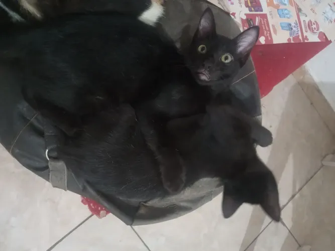 gatinhos macho e fêmea para adoção responsável 